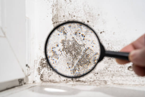 Best Mold Prevention Services  in USA